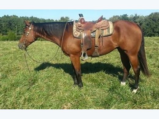 Well Trained Seasoned 7 yr old QH Gelding Free