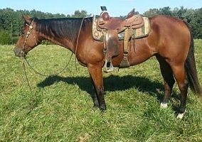 Quarter Horse (Quarter Horse, Gelding) in Albuquerque, NM