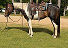 Paint - Horse for Sale in Walkerton, IN 46574