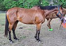 Sweet Caroline - Mare in Freehold, NJ Sweet Caroline - Mare in Freehold, NJ