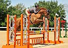 Garnet *Super 3ft+ Jumper Mare F... Oldenburg Mare