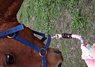 Beautiful Quarter Horse Mare Quarter Horse Mare