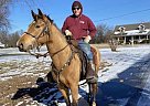 Tennessee Walking - Horse for Sale in Marion, IL 62959 Tennessee Walking - Horse for Sale in Marion, IL 62959