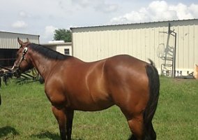 Quarter Horse (Quarter Horse, Gelding) in Waxahachie, TX