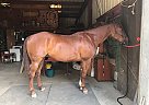 Quarter Horse - Horse for Sale in Salinas, CA 93907