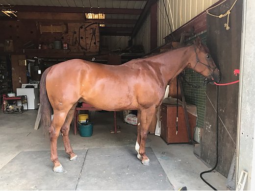 AQHA 16h Gentlegiant4Trail&Perf.
