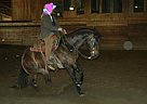 Shining sug - Mare in Spanaway, WA Shining sug - Mare in Spanaway, WA
