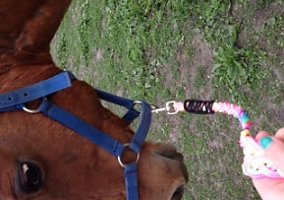 Quarter Horse (Quarter Horse, Mare) in Lawson, MO