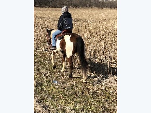 Brown, Black, White Paint Gelding