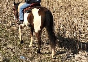 Brown (Quarter Horse, Stallion) in Elizabethtown, KY