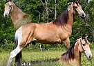 Tennessee Walking - Horse for Sale in , TN 40437