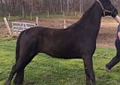 - Mare in Mansfield, OH - Mare in Mansfield, OH