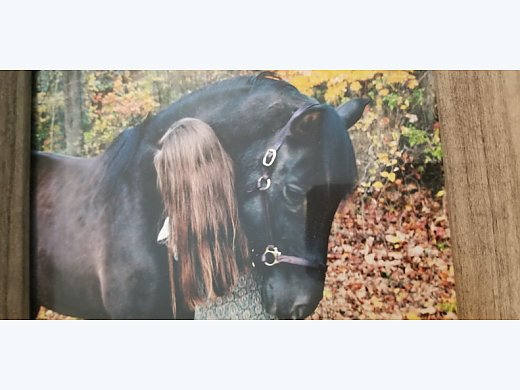 Classical PRE Gelding