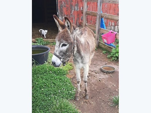 Donkey Needs Home