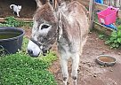 Donkey - Horse for Sale in Griffin, GA 30223