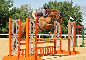 Warmblood (Warmblood, Mare) in Versailles, KY