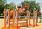 Oldenburg - Horse for Sale in Versailles, KY 40383
