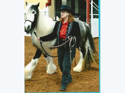 Gypsy Show Horse Mare For Sale