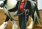 Gypsy Vanner - Horse for Sale in Huntsville, TX 77340