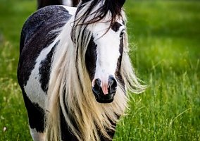 Gypsy Vanner (Gypsy Vanner, Mare) in Huntsville, TX