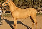 Andalusian - Horse for Sale in Acton, CA 93510 Andalusian - Horse for Sale in Acton, CA 93510