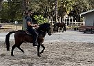Alejandro - Gelding in Winter Garden, FL Alejandro - Gelding in Winter Garden, FL