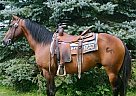 Quarter Horse - Horse for Sale in Omer, MI 48749 Quarter Horse - Horse for Sale in Omer, MI 48749