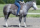Quarter Horse - Horse for Sale in Dothan, AL 36303 Quarter Horse - Horse for Sale in Dothan, AL 36303