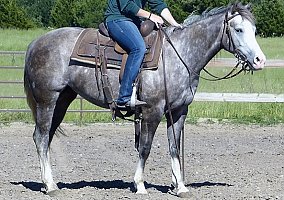 Quarter Horse (Quarter Horse, Mare) in Scottsdale, AZ