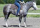 Quarter Horse - Horse for Sale in Anchorage, AK 99503