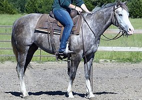Quarter Horse (Quarter Horse, Mare) in Wasilla, AK