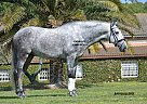 Barquillero - Stallion in Barcelona, Barquillero - Stallion in Barcelona,