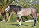 Candidato - Stallion in Barcelona, Candidato - Stallion in Barcelona,