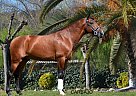 Carbajo - Stallion in Barcelona, Carbajo - Stallion in Barcelona,