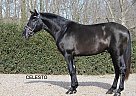 Celesto - Stallion in Barcelona, Celesto - Stallion in Barcelona,