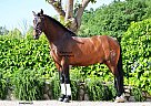 Fandango - Gelding in Barcelona, Fandango - Gelding in Barcelona,