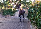 Mariachi - Stallion in Barcelona, Mariachi - Stallion in Barcelona,