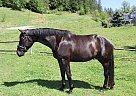 Warmblood - Horse for Sale in Chilliwack, BC V2P 7P1