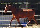 Bay Thoroughbred Parker