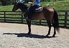 Victory - Gelding in Newfoundland, NJ Victory - Gelding in Newfoundland, NJ