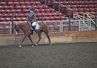 2009 APHA Mare Rubys Dunn Mpressin