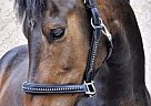 Adorable Warmblood Sport Pony Percy