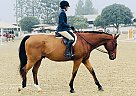 Thoroughbred - Horse for Sale in Redondo Beach, CA 90277