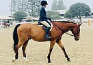 Thoroughbred - Horse for Sale in Redondo Beach, CA 90277 Thoroughbred - Horse for Sale in Redondo Beach, CA 90277