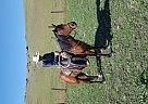 KCP FIREBUG GLOW - Mare in Weiser, ID KCP FIREBUG GLOW - Mare in Weiser, ID