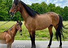 Missouri Fox Trotter - Horse for Sale in , TN 37091