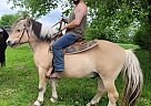 Fjord - Horse for Sale in EdenValley, ON l0l2k0 Fjord - Horse for Sale in EdenValley, ON l0l2k0