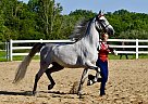 Half Arabian - Horse for Sale in Cleveland, OH 44109