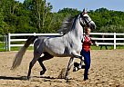 Great Commission - Gelding in Cleveland, OH Great Commission - Gelding in Cleveland, OH
