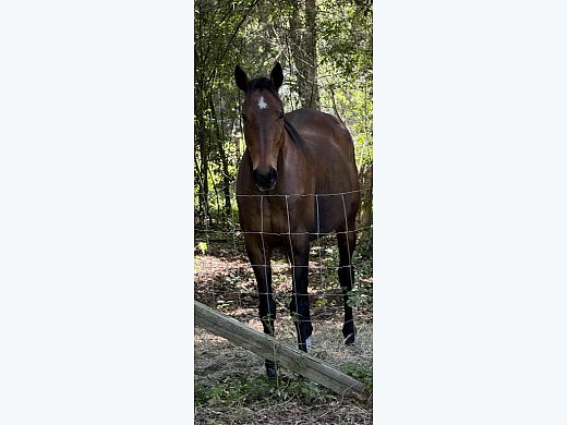 Gelding